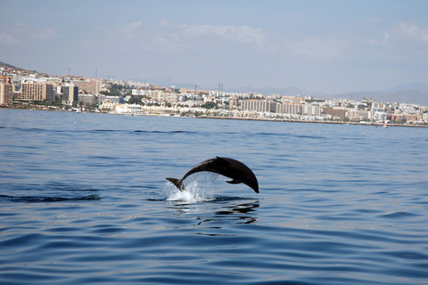 Benalmadena: Dolphin Watching Boat Tour