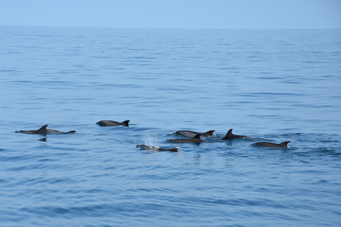 Benalmádena: Tour en barco para avistar delfinesBenalmádena: tour en barco para avistar delfines