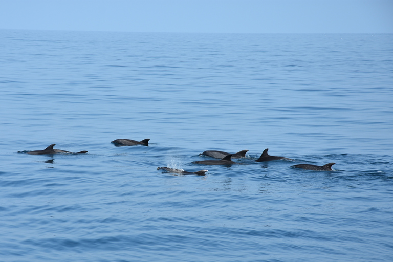 Benalmadena: Dolphin Watching Boat Tour