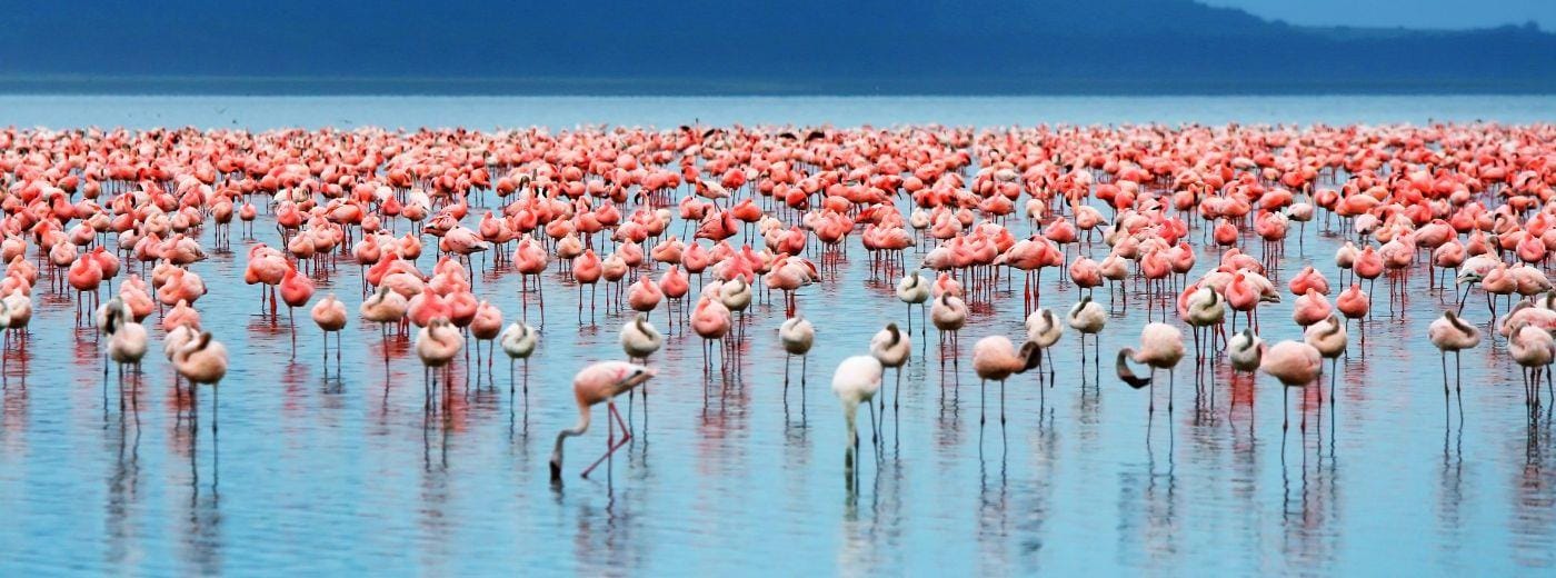 7-Tage Manyara, Serengeti, Ngorongoro und Mto Wa Mbu Safari