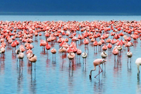 Lake Manyara: Dagsutflykt Safari med fågelskådning