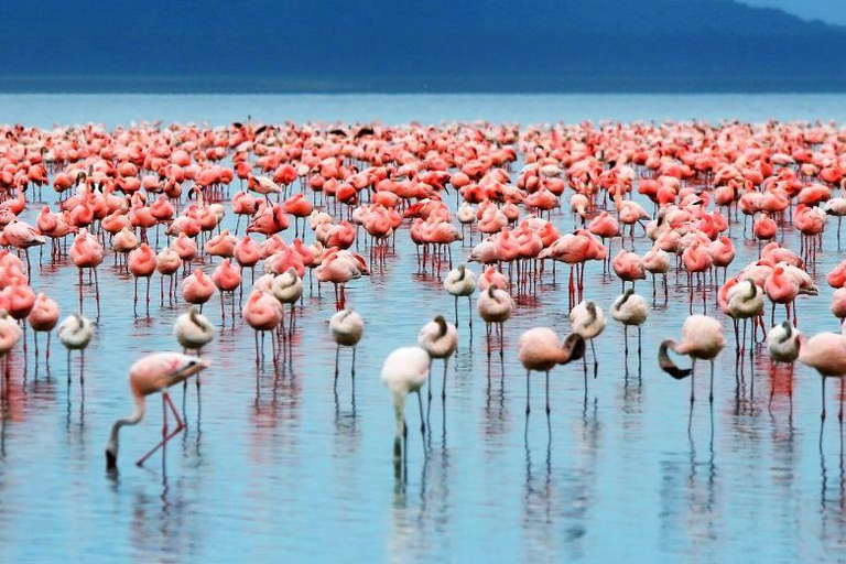 Lake Manyara: Dagtrip Safari met vogels kijken