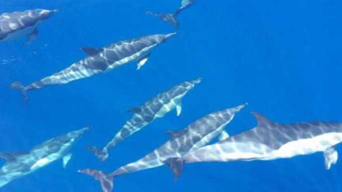 Los Gigantes: crucero de avistamiento de ballenas y delfines con almuerzo