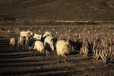 Fuerteventura: rondleiding door biologische boerderij met tapaslunch