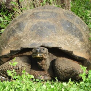 From Baltra: 7-Day Galapagos Islands Tour w/ Lodging & Food