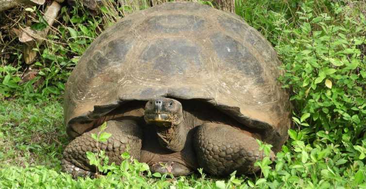 From Baltra 7 Day Galapagos Islands Tour w Lodging & Food GetYourGuide
