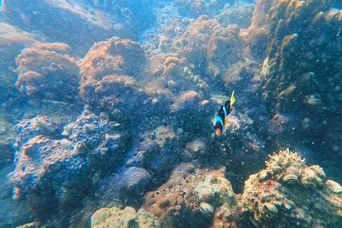 Hong Kong Geopark: Volcano Sightseeing & Hidden Coral Snorkeling Experience (Private) Volcano Sightseeing & Snorkelling Experience