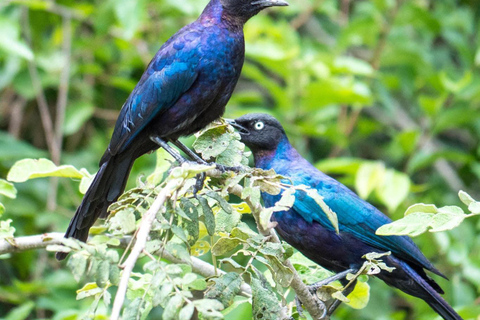 3-day Rwanda Bird Watching in Akagera National Park