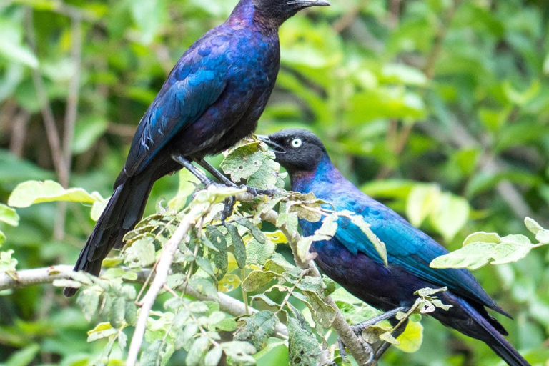 3-day Rwanda Bird Watching in Akagera National Park
