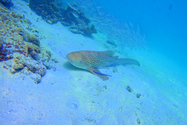 Îles Phi Phi et Bamboo : excursion d'une journée premium avec déjeuner en bord de merPhuket : îles Phi Phi avec déjeuner en bord de mer