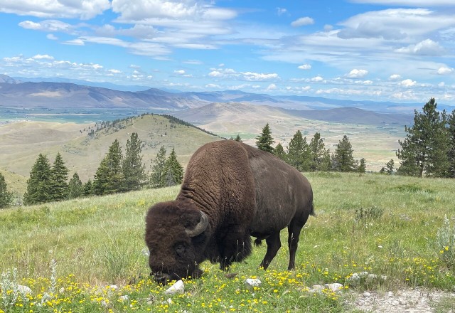 Visit From Whitefish Flathead Lake & Bison Range Guided Tour in West Glacier, Montana