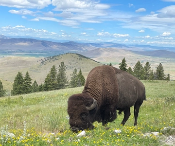 Scenic Driving Tour Flathead Lake and Bison Range