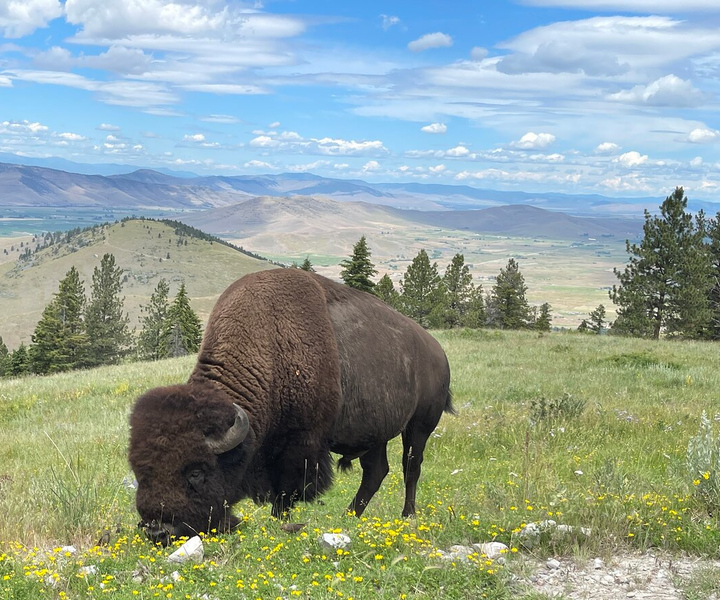 From Whitefish: Flathead Lake & Bison Range Guided Tour