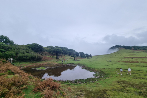 Madeira: SkyWalk, Fanal, naturliga pooler 4x4 Jeeptur