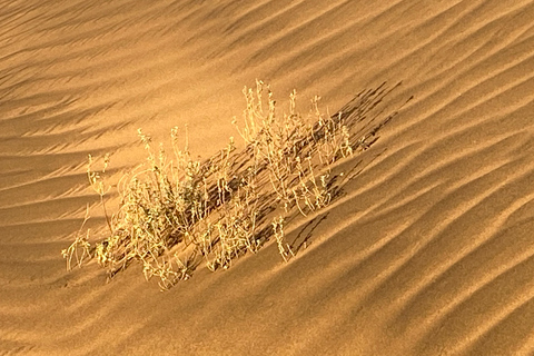 Walvis Bay: Sandwich Harbour Sunset Photography Tour