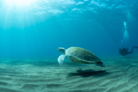 Tenerife: cours de plongée sous-marine et plongée dans la zone protégée d'Abades