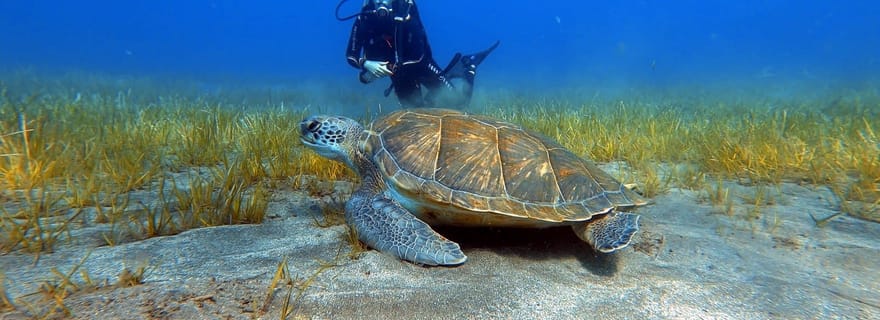 Tenerife : Leçon de plongée sous-marine et plongée dans la zone protégée des Abades