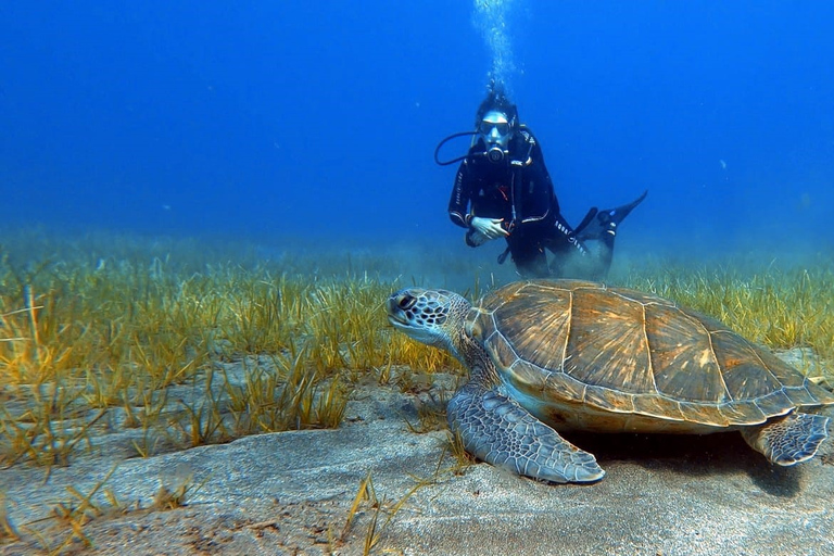 Tenerife: cours de plongée sous-marine et plongée dans la zone protégée d'Abades