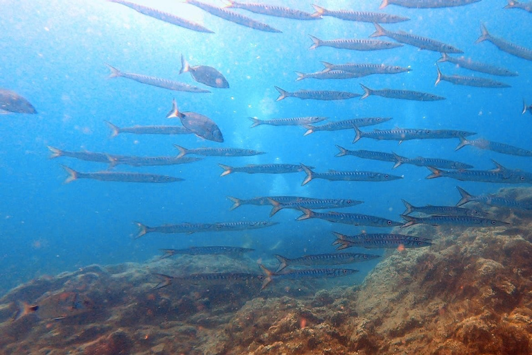 Teneriffa: Dyklektion och dykning i det skyddade området AbadesTeneriffa: Scuba Diving Lektion och Abades Protected Area Dive