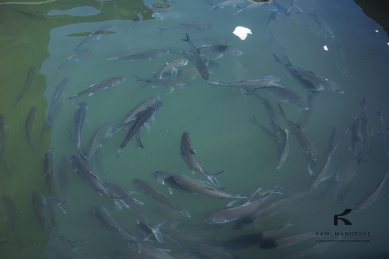 Langkawi: Sharing Mangrove Boat Tour 2 Hours