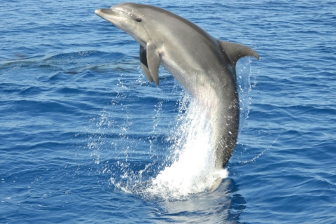 Gran Canaria: cruise om dolfijnen en walvissen te spotten