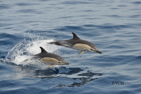 Gran Canaria: crucero de avistamiento de ballenas y delfines