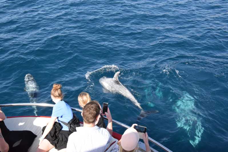 whale tour gran canaria