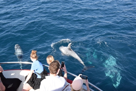 Gran Canaria: rejs z obserwacją delfinów i wielorybów