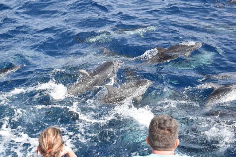 Gran Canaria: Delfin- und Walbeobachtungstour
