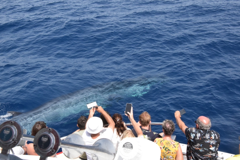 Gran Canaria: crucero de avistamiento de ballenas y delfines