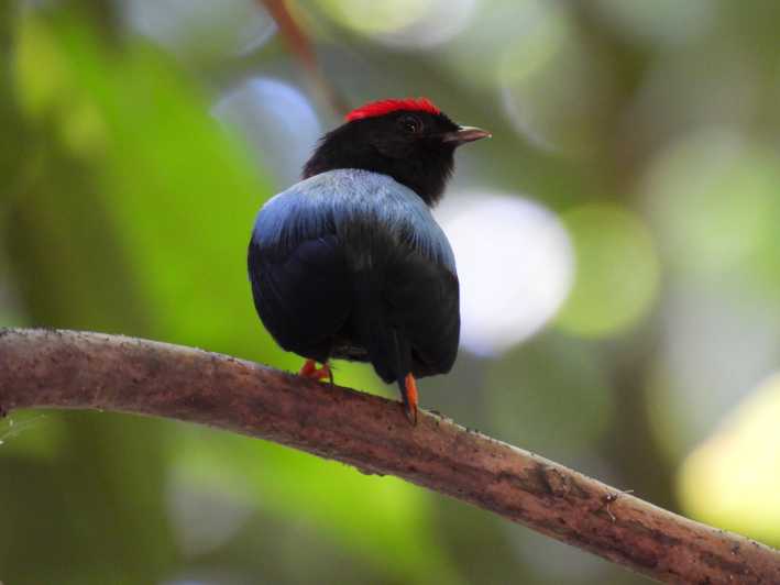 Cartagena: recorrido privado de observación de aves con desayuno