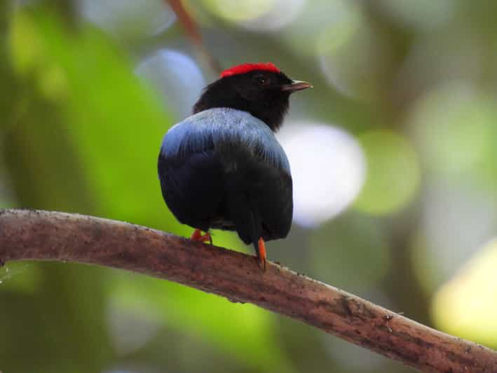 Cartagena: Private Bird-Watching Tour with Breakfast