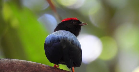 Cartagena: Private Bird-Watching Tour with Breakfast