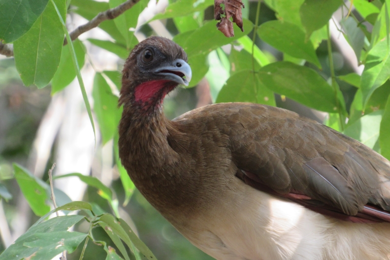 Cartagena: Private Vogelbeobachtungstour mit Frühstück