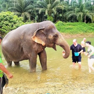 Khao Sak: Khao Sok Elephant Rescue Center w/ Lunch & Rafting