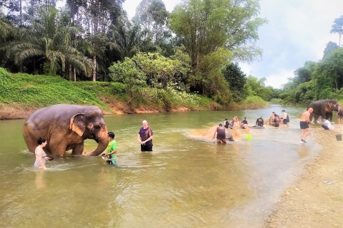 Khao Sak: Khao Sok Elephant Rescue Center w/ Lunch & Rafting Pickup from Khao Lak Area