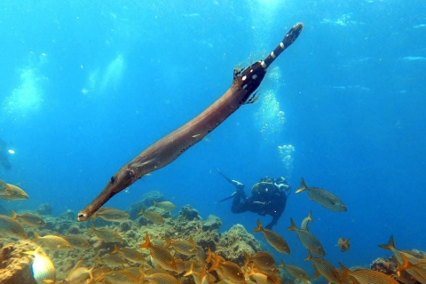 Tenerife: clase de buceo y buceo en el área protegida de Abades