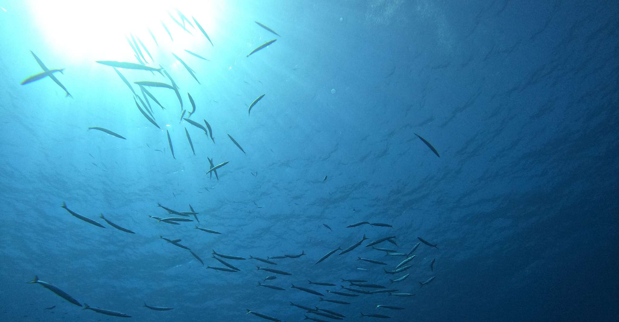 La mejor excursión de buceo en Villasimius - Hizvo
