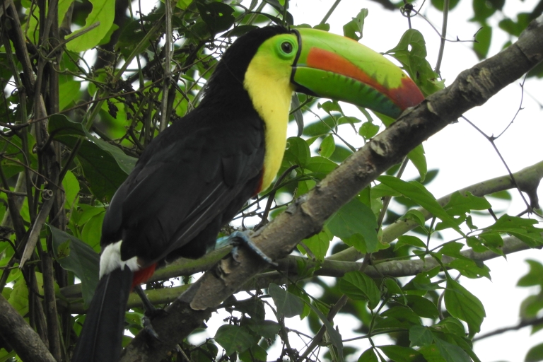 Cartagena: privé vogelspottour met ontbijt