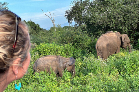 From South Coast: Udawalawe Park Safari with Ella Drop-off