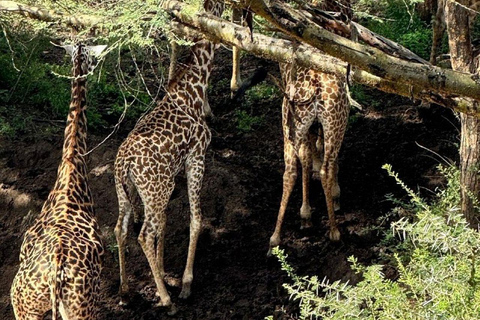 Nairobi: 3-Day epic trip to Maasai Mara Reserve with meals 3 days, 2 nights private safari to Mara in a tourist VAN