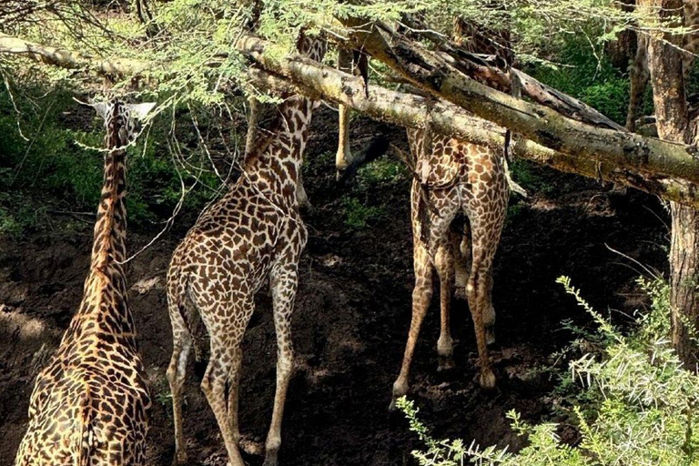 Nairobi: 3-Day epic trip to Maasai Mara Reserve with meals 3 days, 2 nights private safari to Mara in a tourist VAN