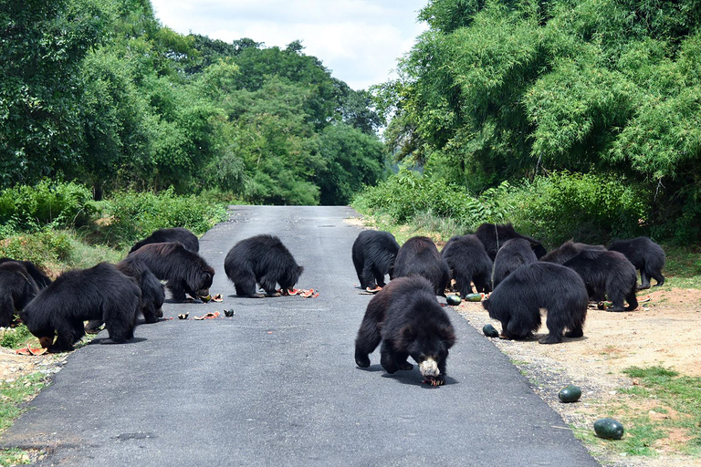 From Agra: SOS Elephant Conservation &amp; Bear Rescue Day Trip