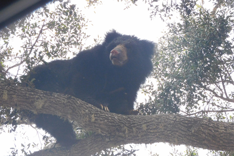 Yala Safari: High-Luxury PRIVATE Tours with Entry Tickets Half Day (6 hours) Safari PRIVATE Tours morning or afternoon