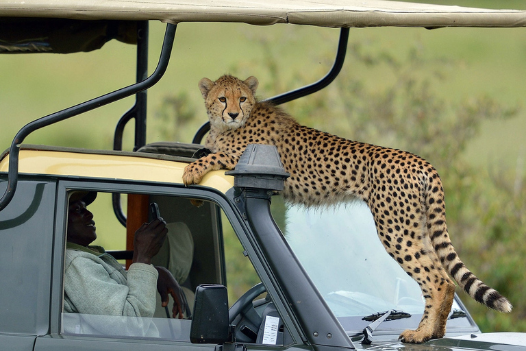 Nairobi: Safari camping de 4 jours au Maasai Mara et au lac Nakuru