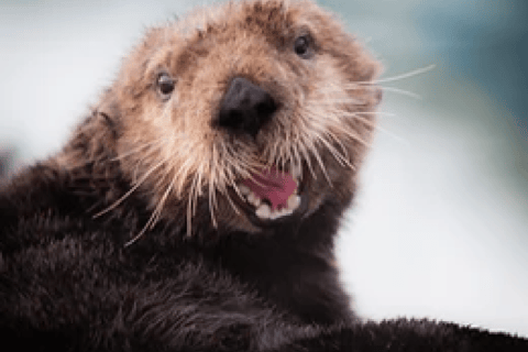 Alaska: Kenai Fjords & Denali National Park 5 Day Adventure Triple Occupancy Room