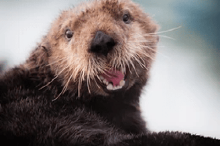 Alaska: Kenai Fjords & Denali National Park 5 Day Adventure Triple Occupancy Room