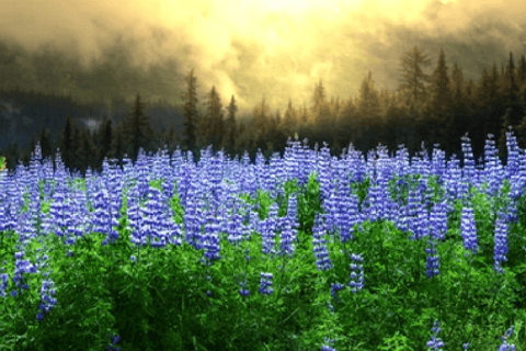 Alaska: Kenai Fjords & Denali National Park 5 Day Adventure Triple Occupancy Room