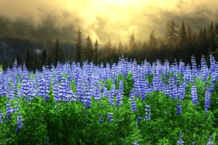 Alaska: Kenai Fjords & Denali National Park 5 Day Adventure Triple Occupancy Room