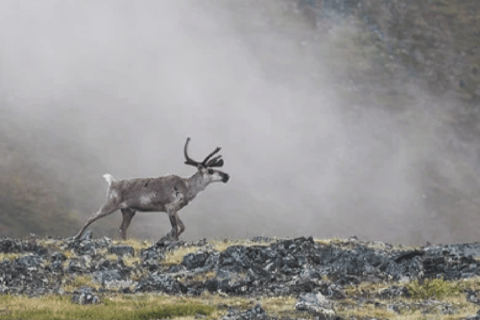 Alaska: Kenai Fjords & Denali National Park 5 Day Adventure Triple Occupancy Room
